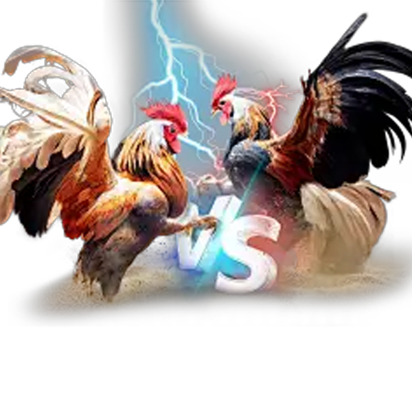 Cockfighting at BetVisa Bangladesh – Thrilling Rooster Battles for Real Wins