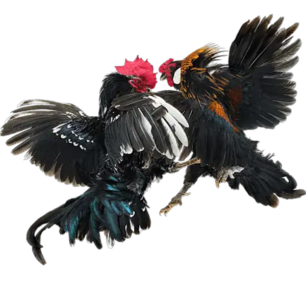 What Is Online Cockfighting?